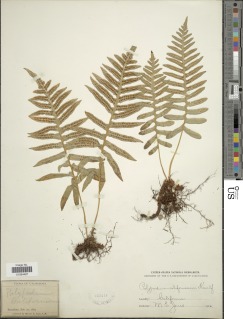 Polypodium californicum image