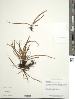 Cochlidium tepuiense image