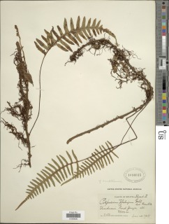 Pleopeltis buchtienii image