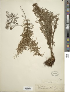 Pleopeltis friedrichsthaliana image