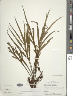 Pleopeltis panamensis image