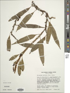 Microgramma mauritiana image