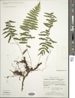 Polypodium chirripoense image