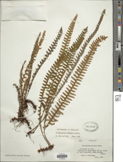 Pleopeltis minarum image