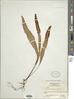 Pleopeltis mexicana image