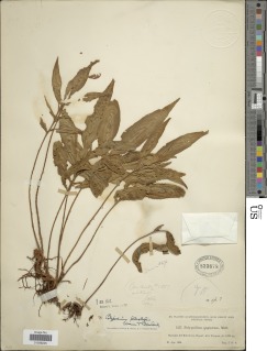 Image of Pleopeltis bradeorum