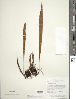Pleopeltis gyroflexa image