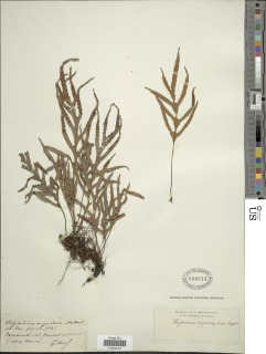 Pleopeltis pleopeltifolia image