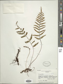 Pleopeltis murorum image