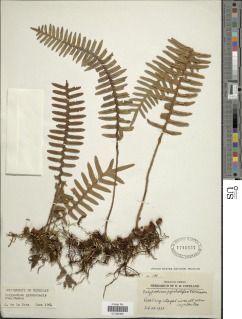 Pleopeltis pyrrholepis image