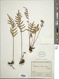 Pleopeltis murorum image