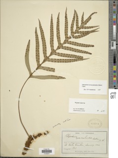 Phymatosorus novae-zealandiae image