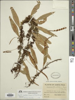 Pleopeltis fructuosa image