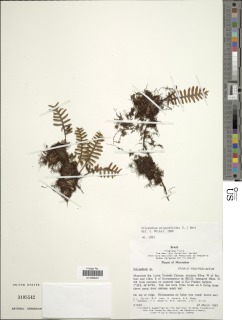 Pleopeltis burchellii image