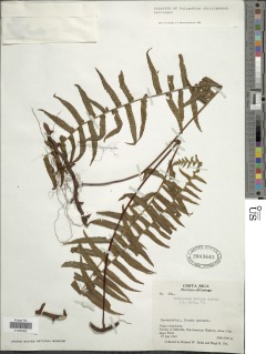 Polypodium chirripoense image