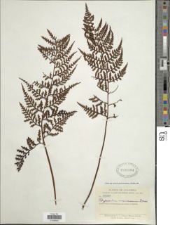 Pleopeltis monosora image