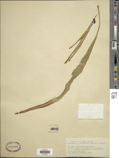 Pleopeltis marginata image