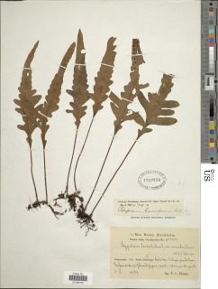 Pleopeltis x leucospora image