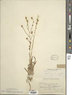 Hemizonia congesta subsp. clevelandii image