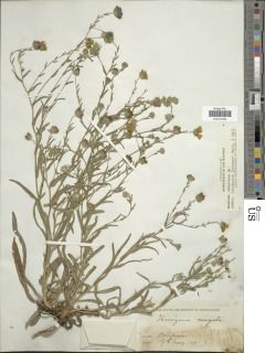 Hemizonia congesta subsp. lutescens image