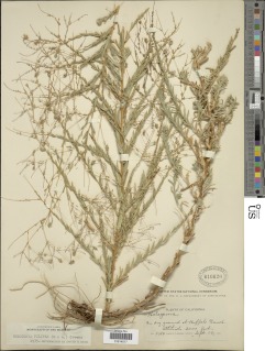 Holozonia filipes image