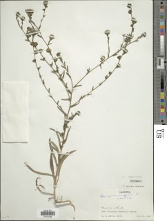Hemizonia congesta subsp. congesta image