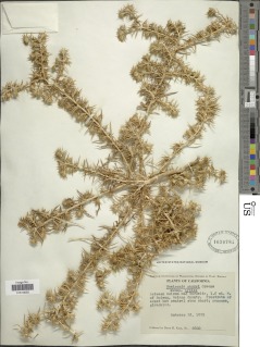 Centromadia parryi subsp. parryi image