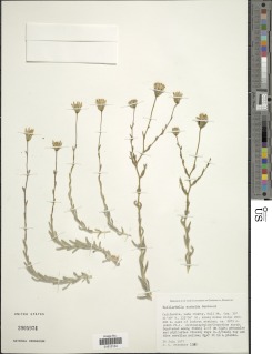 Image of Anisocarpus scabridus