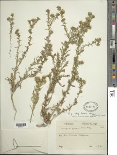 Centromadia pungens subsp. laevis image