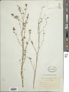 Lagophylla glandulosa image