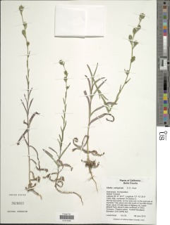 Madia subspicata image
