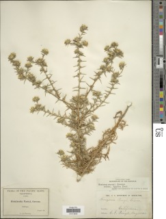 Centromadia parryi subsp. parryi image