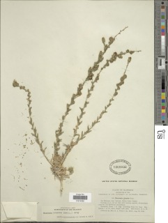 Blepharizonia plumosa image
