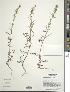 Madia subspicata image