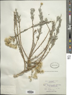 Blepharizonia plumosa image