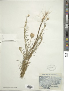 Polydora serratuloides image