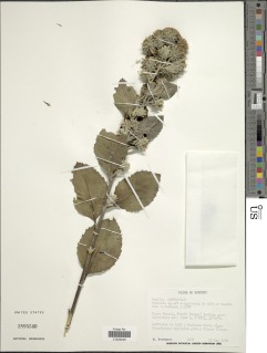 Vernonia congolensis image