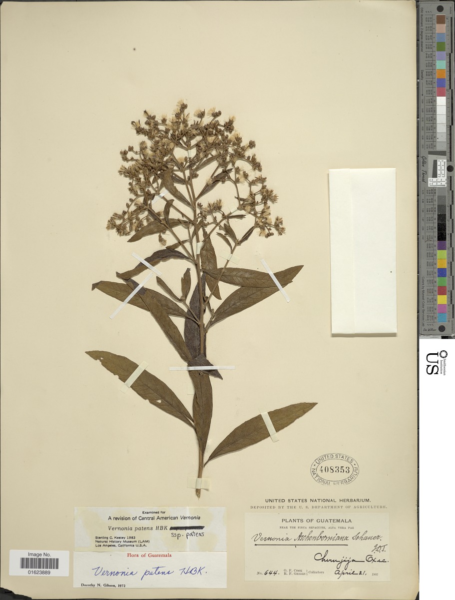 Vernonanthura image