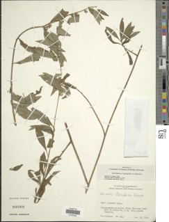 Lepidaploa uniflora image