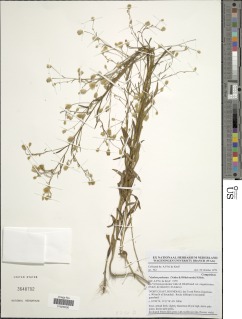 Image of Polydora angustifolia