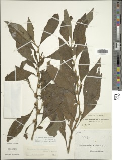 Image of Struchium sparganophorum