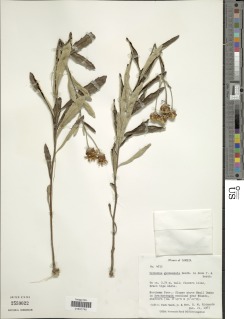 Vernonia guineensis image