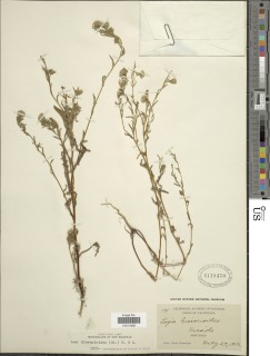 Layia hieracioides image