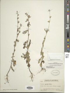 Image of Lepidaploa remotiflora