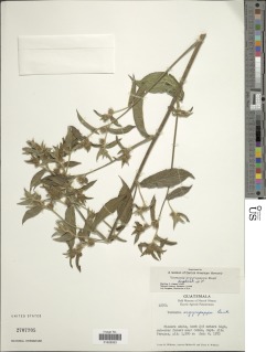 Image of Lepidaploa argyropappa