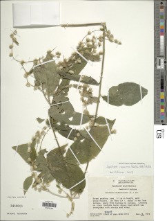 Lepidaploa canescens image