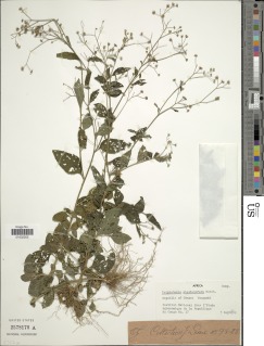Cyanthillium stelluliferum image