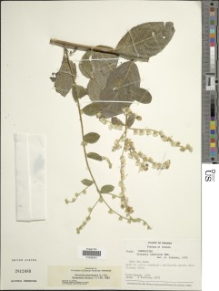 Lepidaploa canescens image