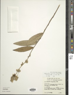 Image of Vernonia bullulata