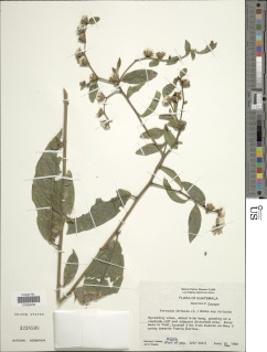 Image of Vernonia tortuosa